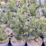Tis obyčajný (Taxus baccata) ´FARMEN´- výška: 30-50 cm, kont. C5L